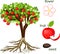 Parts of plant. Morphology of apple tree with fruits, flowers, green leaves and root system on white background
