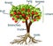 Parts of plant. Morphology of apple tree with root system, flowers, fruits and titles