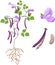 Parts of plant. Morphology of bean plant with purple fruits, flowers, green leaves and root system