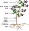 Parts of plant. Morphology of blackberry shrub with flowers, berries, green leaves, root system and titles