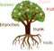 Parts of plant. Morphology of cherry tree with root system, flowers, fruits and titles