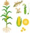 Parts of plant. Morphology of corn maize plant with green leaves, root system, fruits and flowers