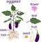 Parts of plant. Morphology of eggplant