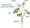 Parts of plant. Morphology of flowering carrot plant with green leaves, stem, taproot and titles