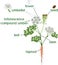 Parts of plant. Morphology of flowering carrot plant with green leaves, stem, taproot and titles