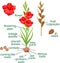 Parts of plant. Morphology of flowering gladiolus plant with green leaves, corm, roots and titles