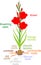 Parts of plant. Morphology of flowering gladiolus plant with green leaves, corm, roots and titles