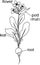 Parts of plant. Morphology of flowering radish plant with title