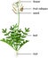 Parts of plant. Morphology of Garden rocket plant with green leaves, flowers and root system