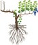 Parts of plant. Morphology of grape vine plant with root system. Structure of grapevine plant