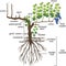 Parts of plant. Morphology of grape vine plant with root system. Structure of grapevine plant