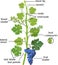 Parts of plant. Morphology of grapevine with green leaves, blue bunch and flowers. Structure of grape