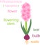 Parts of plant. Morphology of hyacinth with green leaves, flower, bulb and titles