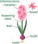 Parts of plant. Morphology of hyacinth with green leaves, flower, bulb and titles