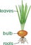 Parts of plant. Morphology of onion plant with green leaves, roots, bulb and titles