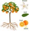 Parts of plant. Morphology of orange tree with fruits, flowers, green leaves and root system on white background