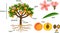 Parts of plant. Morphology of peach tree with fruits, flowers, green leaves and root system