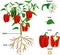 Parts of plant. Morphology of pepper plant with green leaves, red fruits, flowers and root system