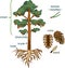 Parts of plant. Morphology of Pine tree with crown, root system and cone with titles