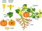 Parts of plant. Morphology of pumpkin plant with fruit, green leaves, root system and titles