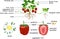 Parts of plant. Morphology of strawberry plant with green leaves, red berries, root system and daughter plant