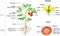 Parts of plant. Morphology of tomato plant with green leaves, red fruits, yellow flowers and root system isolated on white