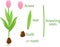 Parts of plant. Morphology of tulip with green leaves, pink flower, bulb and titles