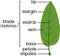 Parts of plant. Structure of plant leaf with title