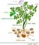 Parts of potato plant