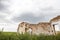 Parts of a ruined house with dramatic sky - different textures and herbs