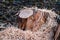 Parts of a sawn tree trunk, unsorted with a lot of sawdust