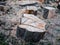 Parts of a sawn tree trunk, unsorted with a lot of sawdust