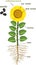 Parts of sunflower plant. Morphology of flowering plant with root system, flower, seeds and titles