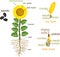 Parts of sunflower plant. Morphology of flowering plant with root system, flower, seeds and titles