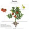 Parts of tomato Solanum lycopersicum