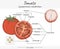 Parts of Tomato Solanum lycopersicum