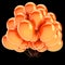 Party balloons bunch orange birthday decoration glossy