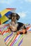 Party Dachshund on the Beach