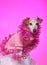 Party dog in pink