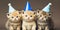 Party Kitten cats kittens wearing hats