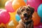 Party pup Dog sits amidst vibrant balloons and festive decor