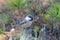 Parus cinctus. Siberian tit in the autumn on the Yamal Peninsula