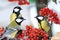 Parus major