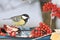 Parus major