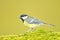 Parus major