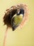 Parus major, Blue tit . A small bird sits on a sunflower plant and feeds sunflower seeds.