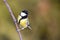 Parus major, Blue tit . Wildlife landscape, titmouse sitting on a branch.