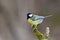 Parus major, Blue tit . Wildlife scenery.