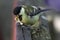 Parus Major catching a piece of almond