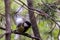 Parus major. Earlier summer in the forest on the island of Yagry in Severodvinsk. A mottled woodpecker on a tree trunk